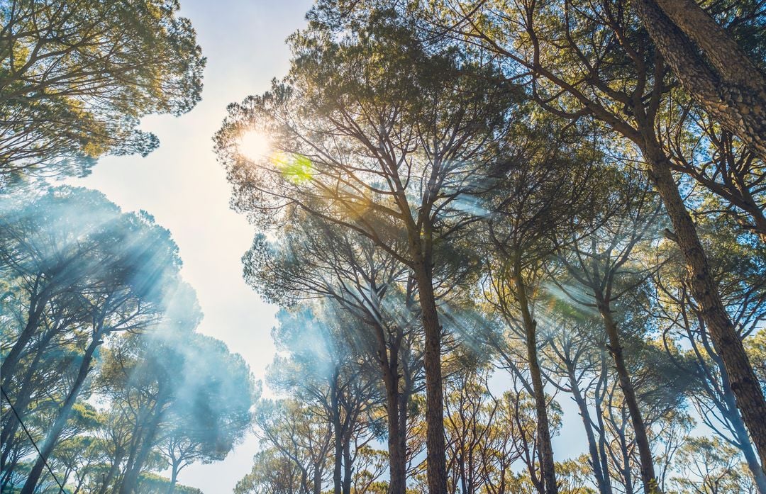Surveillance de la qualité de l'air